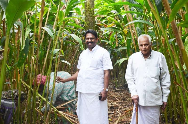 Cashew kernel grading at the Kailas processing unit, Kollam