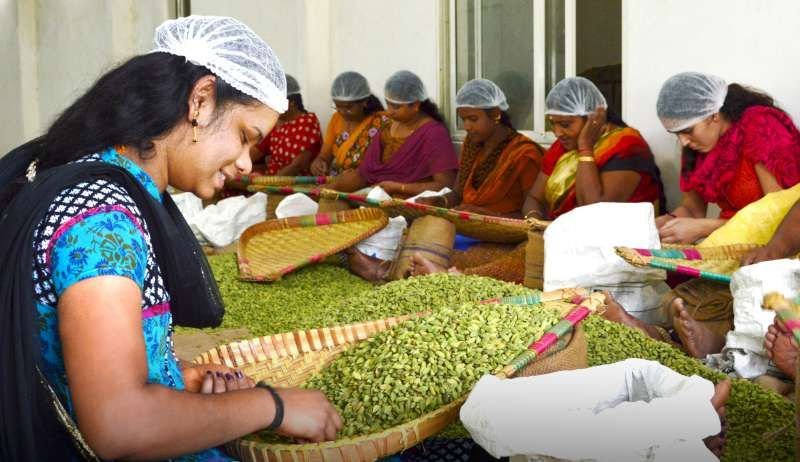 Cashew kernel grading at Kailas Kollam