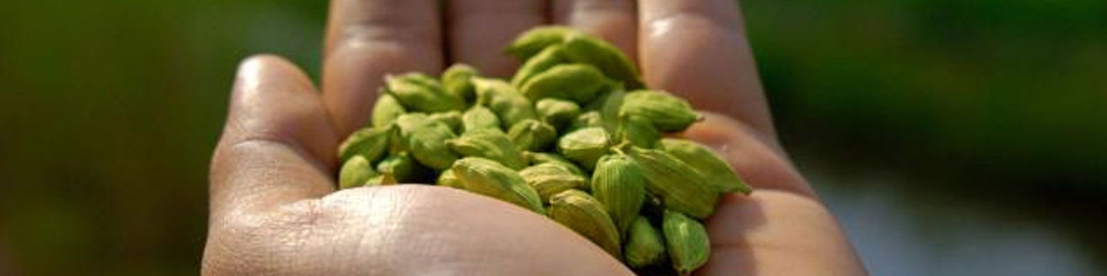 Export-grade white cashew kernels ready for packing at Kailas, Kollam